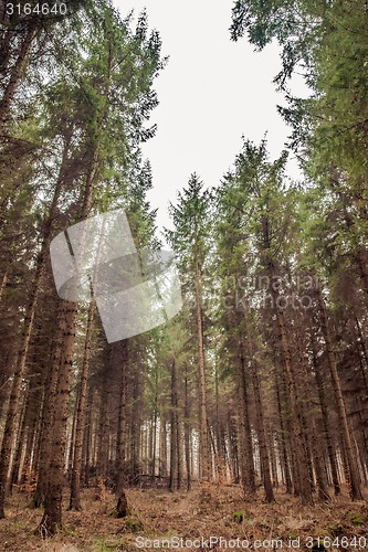 Image of Pine forest in autumn