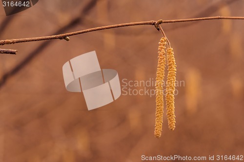 Image of Autumn fruit in the forest