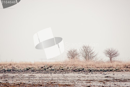 Image of Trees in winter scenery