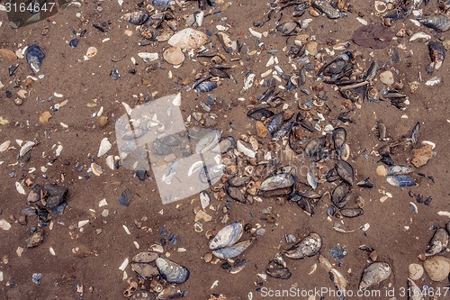 Image of Clam shells in the sand