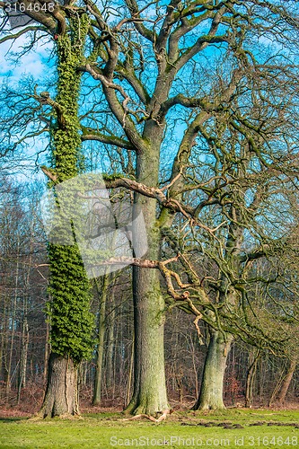 Image of Tree with climbing ivy