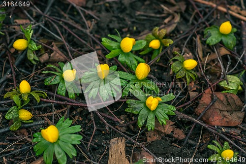 Image of Yellow eranthis in a garden