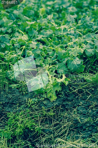Image of Cabbage on a field