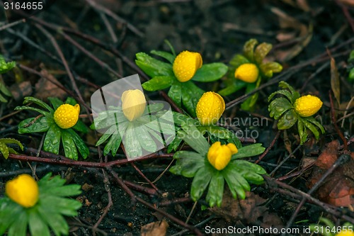 Image of Eranthis flowers in the spring