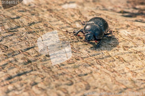 Image of Black beetle on wood