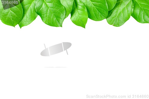 Image of Green leaves on white background