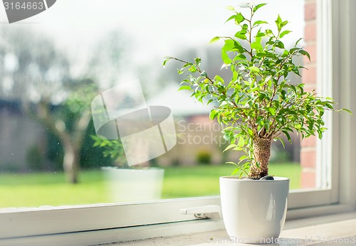 Image of Tree in a window