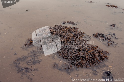 Image of Seaweed in the water