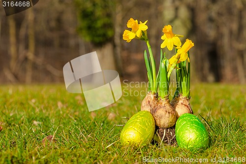Image of Daffodil onions with easter eggs