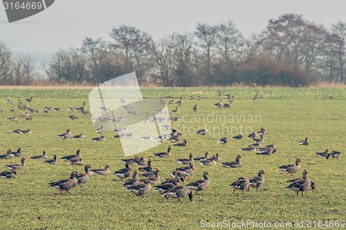 Image of Wild geese on a filed