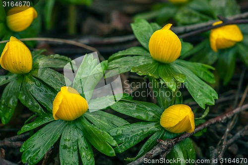 Image of Eranthis flowers in the nature