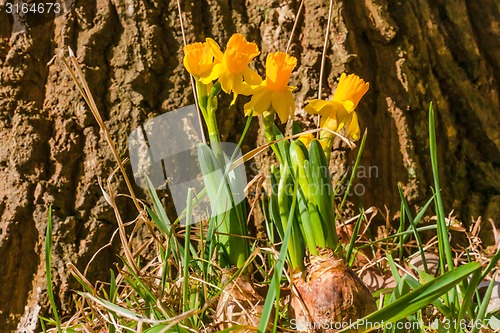 Image of Daffodil onion in a forest