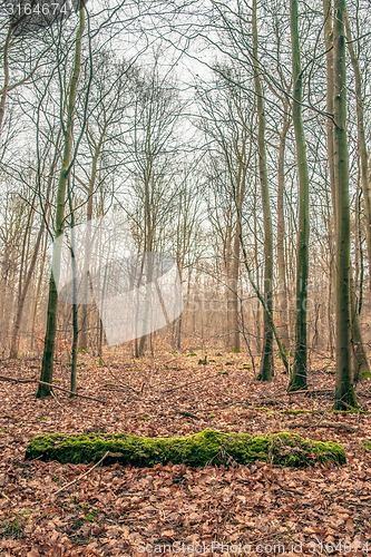 Image of Tree with moss in the forest