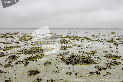 Image of Seaweed on a shore