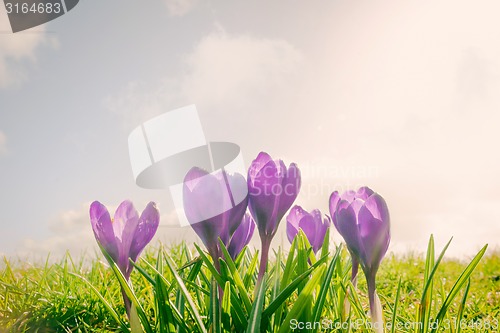 Image of Crocus flowers on a meadow