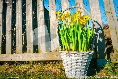 Image of Daffodils in a braided basket