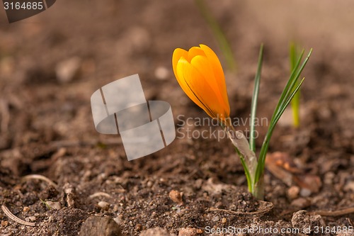 Image of Crocus flower in soil