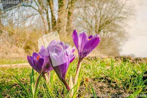 Image of Crocus flower in a park