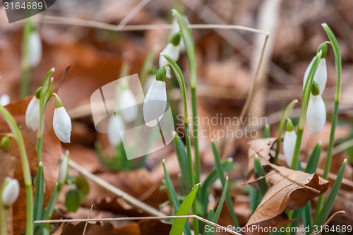 Image of Snowdrop flowers in a forest