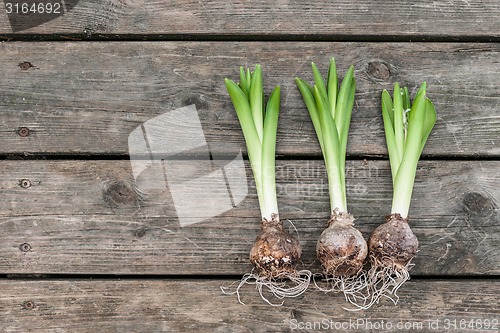 Image of Onions on a wooden table