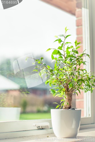 Image of Green tree in a window