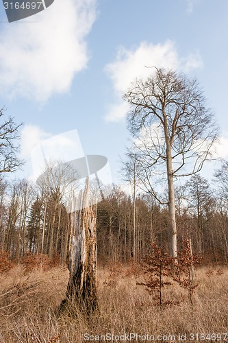 Image of Forest with tall trees