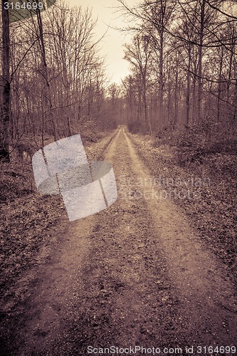 Image of Road in a forest