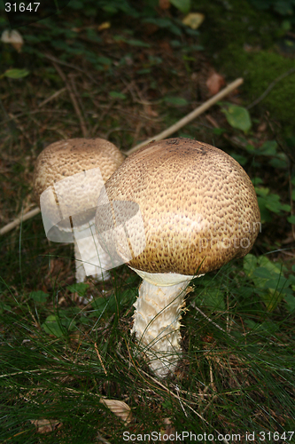 Image of Mushroom