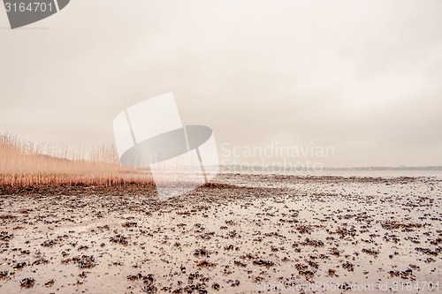 Image of Seaweed on a beach