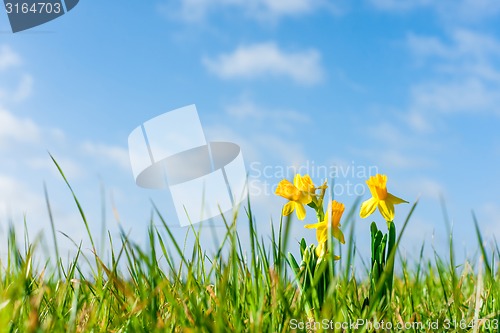 Image of Daffodils on a green field