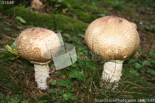Image of Mushroom