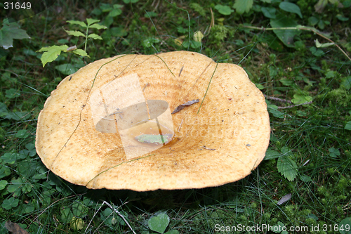 Image of Woolly Milk Cap Lactarius torminosus