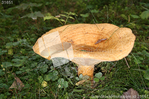 Image of Woolly Milk Cap Lactarius torminosus