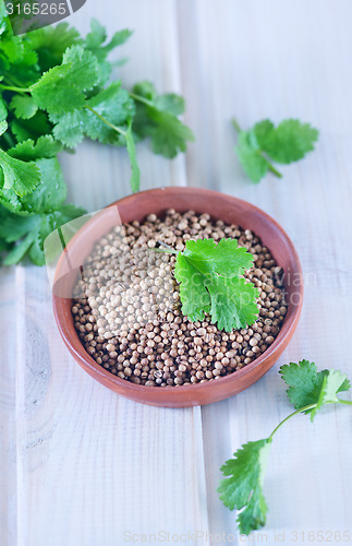 Image of coriander