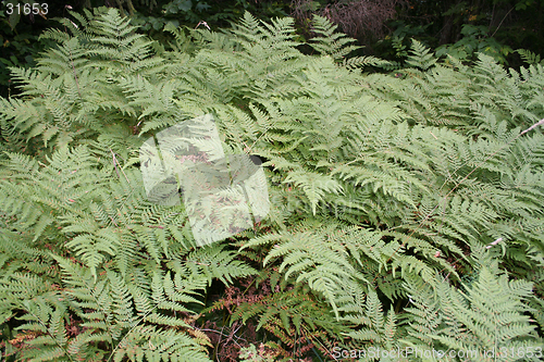 Image of Fern