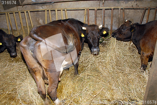 Image of cows
