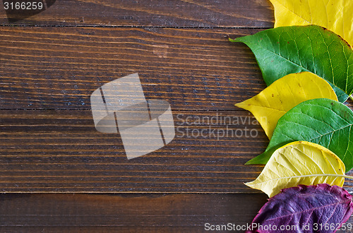 Image of automn background