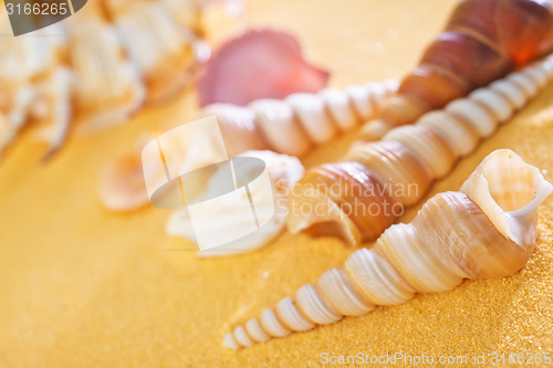 Image of sea shells and stones