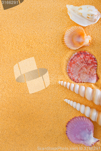 Image of sea shells and stones