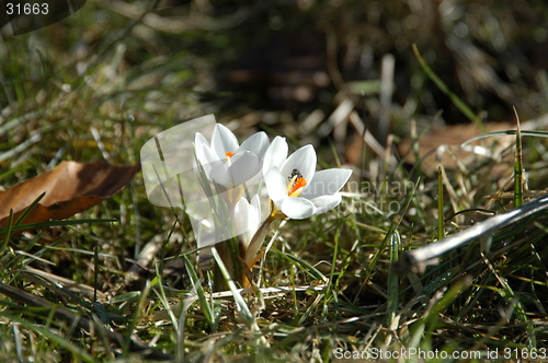 Image of Crocus