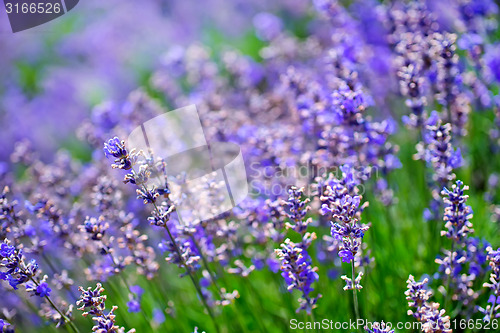 Image of lavender