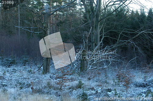 Image of Late November