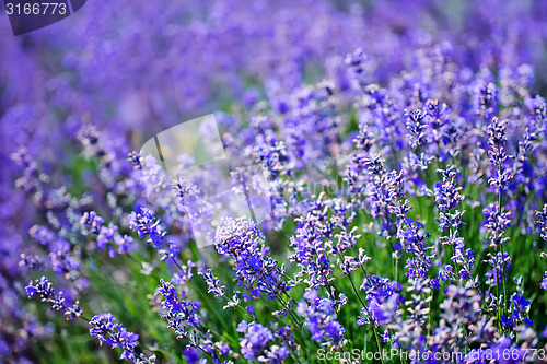 Image of lavender