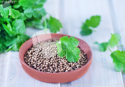 Image of coriander