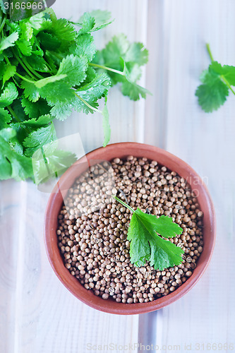 Image of coriander