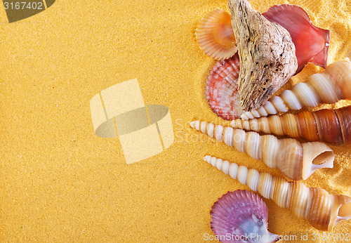 Image of sea shells and stones