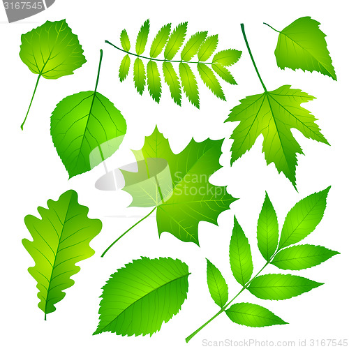 Image of Green leaves set. Vector illustration Eps 10.