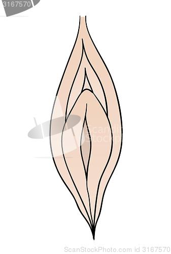 Image of female vagina