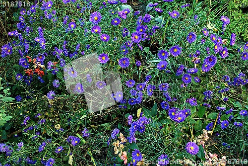 Image of flowers