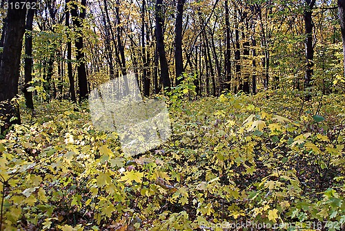 Image of forest